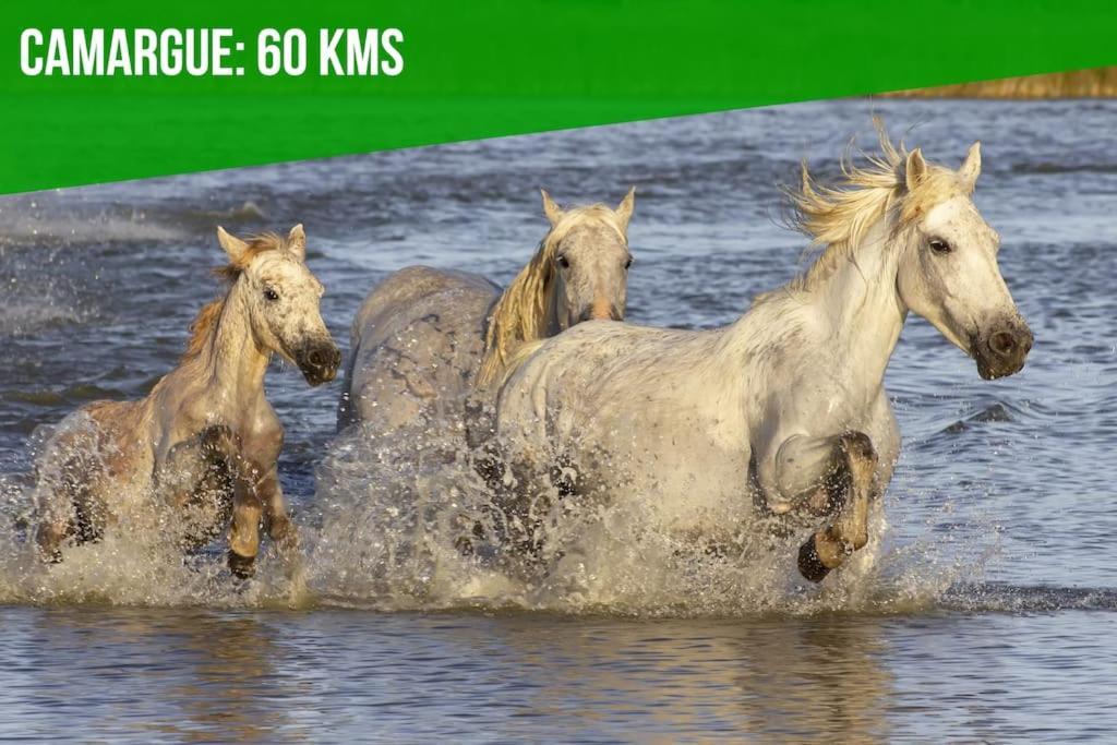 Appartamento Les Felibres Avignone Esterno foto